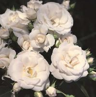 Роза флорибунда Аспирина (Rosa floribunda Aspirin) (акция)4